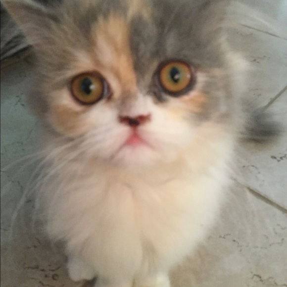 Meet your Posher, Chris - Picture 2 of 2